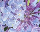 Lilacs 2