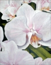 Amanda's Orchids