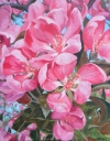 pink_crab_apple_blossomsSAM_7972_1000px.jpg